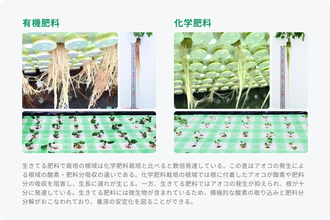『生きてる肥料』と化学肥料の根っこの成長の違い(2022年6月1日比較)