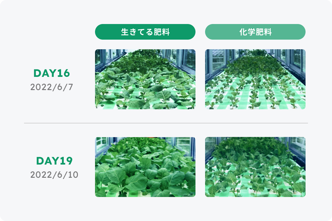 生きてる肥料と化学肥料によるケールの成長の違い